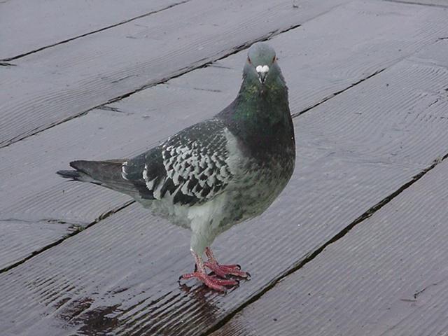 pigeon0.jpg